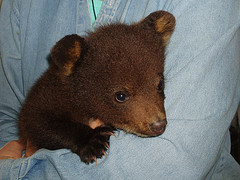 baby-black-bear.jpg