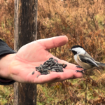 defeated by the pandemic